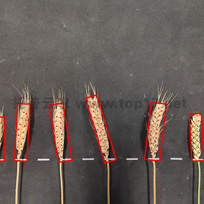 麥穗形態(tài)測(cè)量