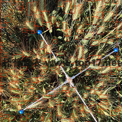 小麥畝穗數(shù)測(cè)量系統(tǒng)