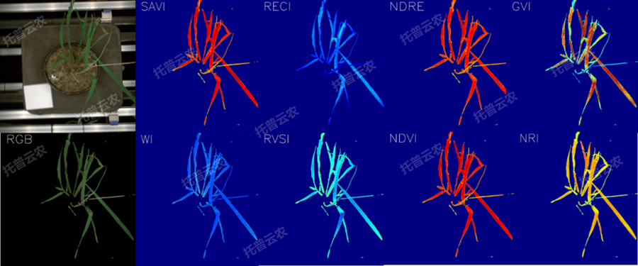 逆境模擬及植物生長監測平臺-高光譜成像與指數分析結果
